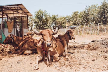 Farm life at Nehamrit