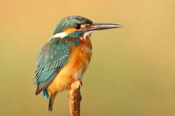 Bird watching at Nehamrit